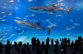 Walhaie im Okinawa-Churaumi-Aquarium
