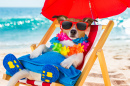 Jack Russell Terrier im Urlaub