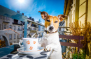 Jack Russell Terrier mit Tee