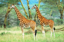 Giraffen im Lake-Nakuru-Nationalpark, Kenia