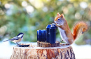 Eichhörnchen-Fotograf und Meise-Model