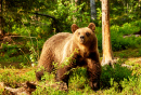 Braunbär im finnischen Wald