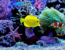 Korallenriff-Aquarium