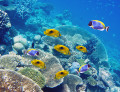 Tropische Fische über einem Korallenriff