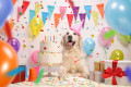 Labrador Retriever-Party