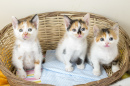 Drei kleine Kätzchen