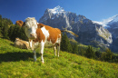Kühe hoch über Grindelwald, Schweiz
