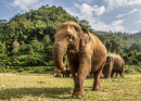Elefanten Naturpark, Chiang Mai, Thailand