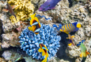 Korallen und ropische Fische