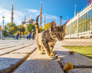 Kätzchen  in Istanbul, Türkei