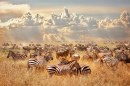 Afrikanische wilde Zebras