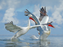 Pelikane am Kerkini-See, Griechenland