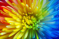 Regenbogenblume
