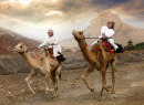 Camel Races in Khadal, Oman