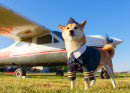 Akita Hund am Flughafen