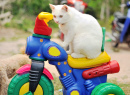 Weißes Kätzchen auf einem Spielzeugmotorrad