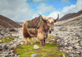 Yak auf dem Weg zum Everest-Basislager