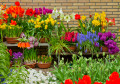 Blumen auf dem Markt