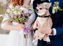 Netter Hund bei der Hochzeit