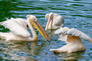 Eine Herde von Pelikane fischen im See