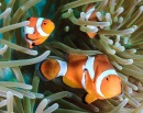 Clownfishe auf einem Korallenriff