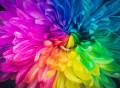 Regenbogenblume