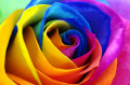 Regenbogen Rose