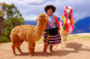 Peruanerin mit ihren Alpakas