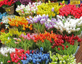 Amsterdamer Blumenmarkt