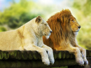 Ruhende Löwe und Löwin