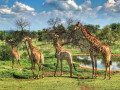 Giraffen-Familie