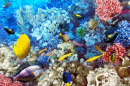 Korallen und Fische im Roten Meer, Ägypten