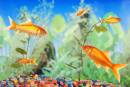 Goldfisch im Aquarium