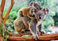 Koala-Mutter mit Baby auf dem Rücken