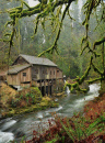 Mossy trees