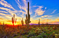 Sonora-Wüste, Arizona