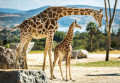 Giraffenfamilie
