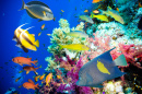 Tropische Fische im Roten Meer