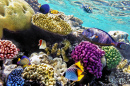 Korallen und tropische Fische