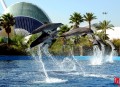 Delfinarium in Valencia, Spanien