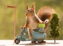 Eichhörnchen mit einem Motorrad