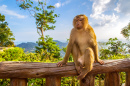 Wilder Affe auf dem Balkon