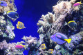 Unterwasserszene mit tropischen Fischen
