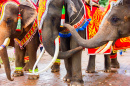Verzierte Elefanten in Thailand