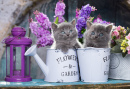 Kätzchen und Blumen