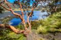 Papierbaum im Nationalpark Cajas, Ecuador