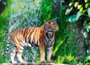Bengal Tiger am Wasserfall