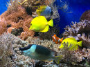 Bunte Fische und Korallen