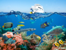 Tropische Fische und Korallenriff, Rotes Meer
