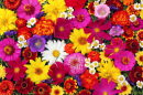 Teppich aus Blumen